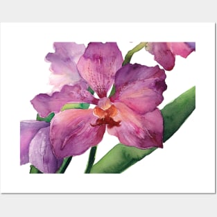 Purple Phalaenopsis Orchid Posters and Art